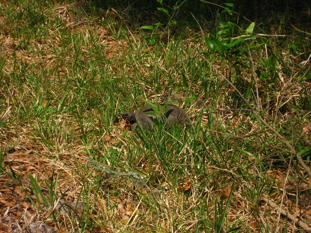IMG_1863.JPG