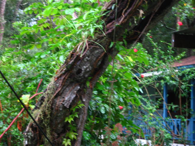 IMG_2865.JPG