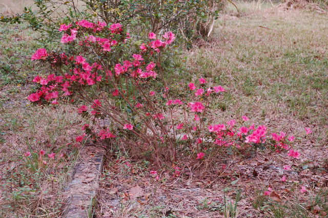 DSC_0410.JPG