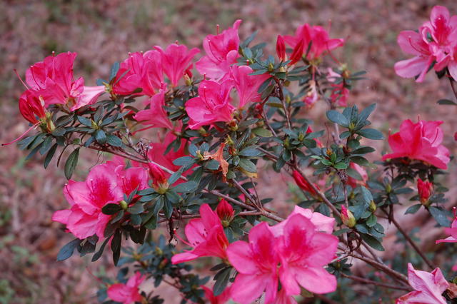 DSC_0412.JPG