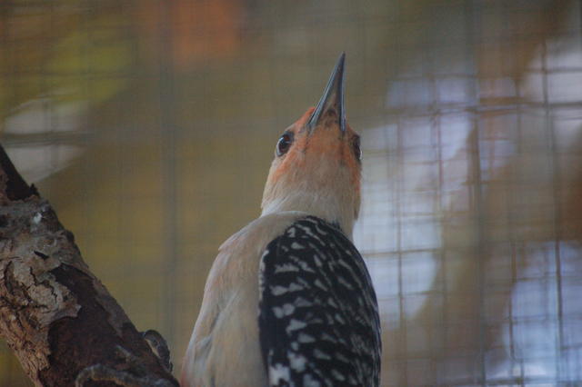 DSC_0039.JPG