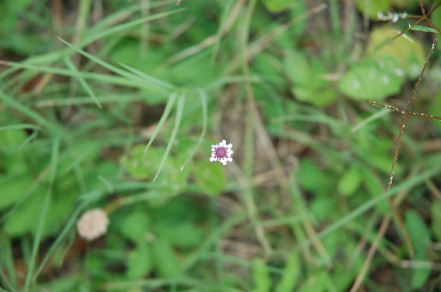 DSC_2835.JPG