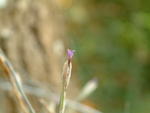 flowers, deer in g-ville