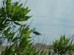 Heron at the seashore