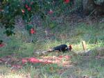 Pileated
20030115-144146