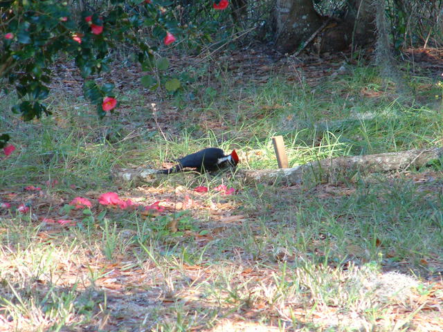 Pileated
20030115-144146