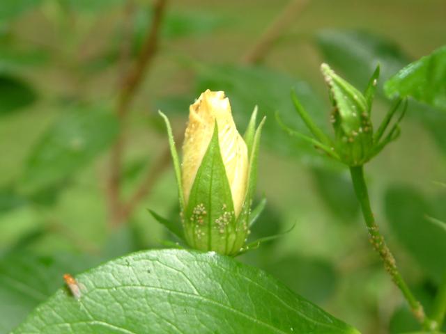 Hibiscus
20030823-184814