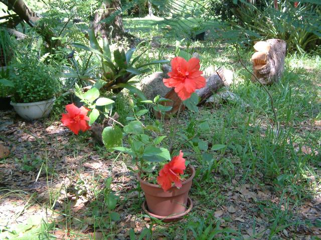 Hibiscus
20030412-103703