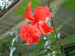 Hibiscus
20030907-165550