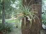 Air Plant (Epiphyte)
20030907-170306