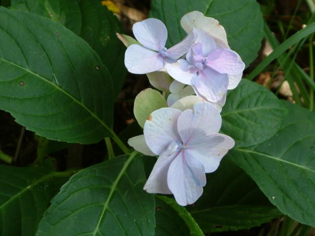 Hydrangea
20030907-170428