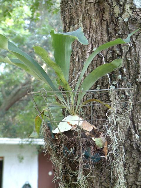 Staghorn Fern
20030907-171321