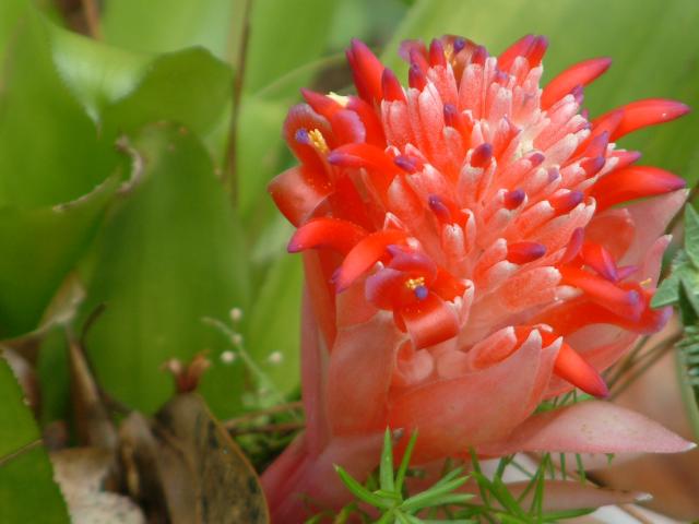 Bromeliad
20030907-172012