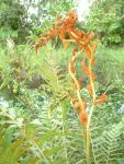 Cinnamon Fern
20030907-173449