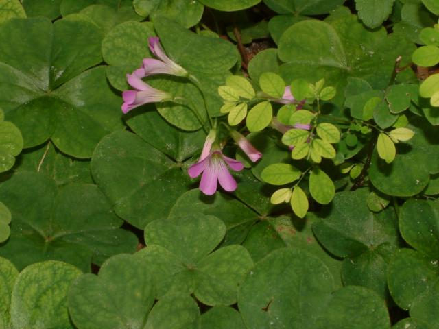 Violet Wood Sorrel
Oxalis violacea
20031125-132632