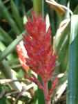 Bromeliad
20030412-103930