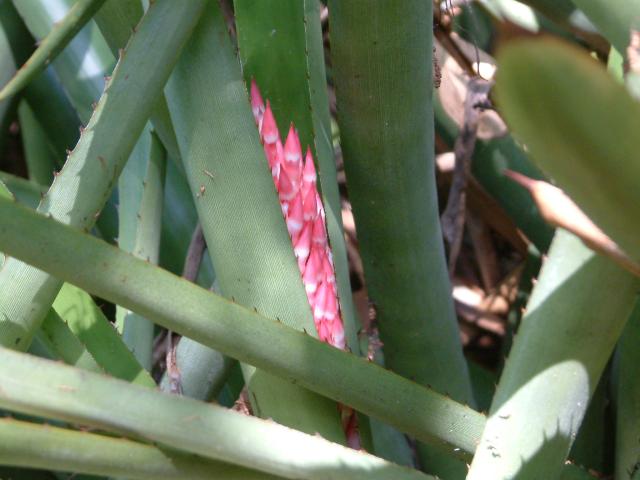 Bromeliad
20030405-095516