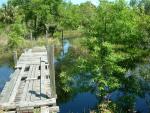 Bald Cypress
20030412-104406