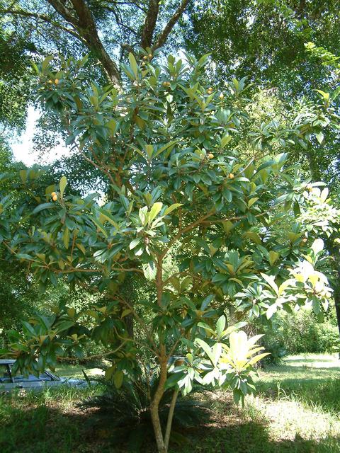 Loquat or Japanese Plum
20030412-105231