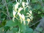 Japanese Honeysuckle, White Honeysuckle
Lonicera japonica 20030413-181906