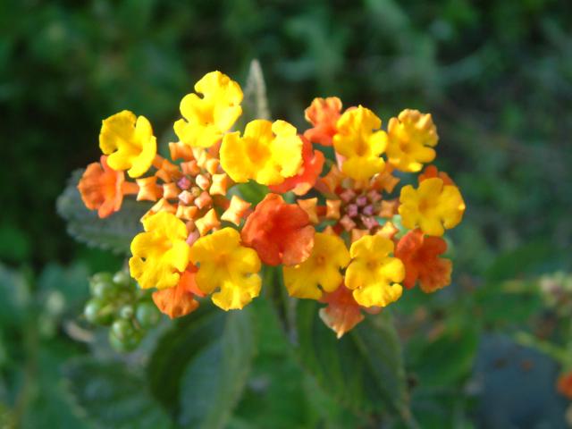 Lantana, Shrub Verbena, Largeleaf Lantana, Red-flowered Sage, Cambara de Espinho, Wild Sage, Cuasquito, Cariaquillo, White Sage.