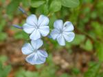 Plumbago
20031125-131651