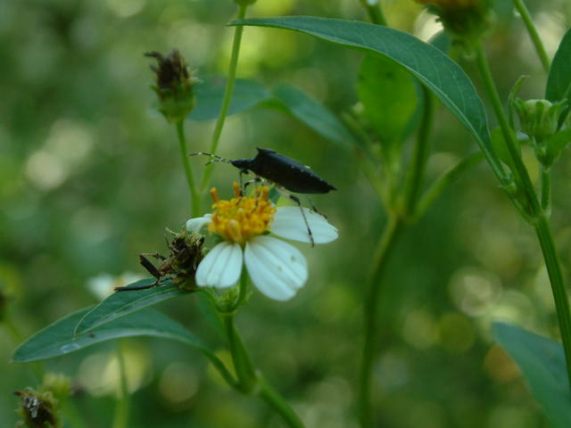 Spanish Needles, Romerillo
Bidens alba 
20030817-172043