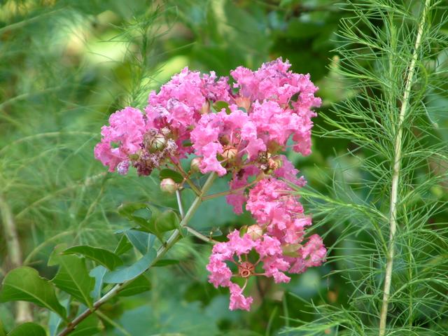 Crepe Myrtle
20030817-173304