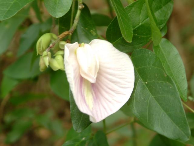 Spurred Butterfly Pea
Centrosema virginianum 
20030823-184116