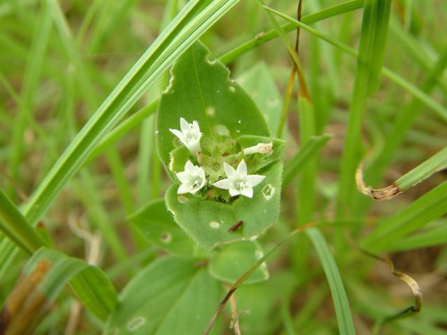 Tropical Mexican Clover Richardia brasiliensis
20030830-134313