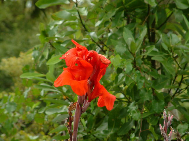 Canna Lily
20030830-134542