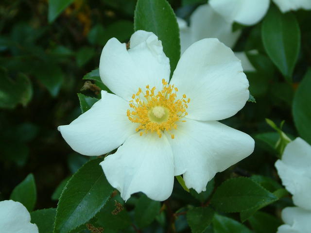 Cherokee Rose Rosa laevigata
20040321-132101