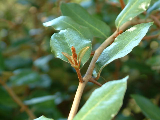 Silverthorn, thorny elaeagnus, spotted elaeagnus
Elaeagnus pungens 
Elaeagnaceae or oleaster family
fragrant in fall, edible 