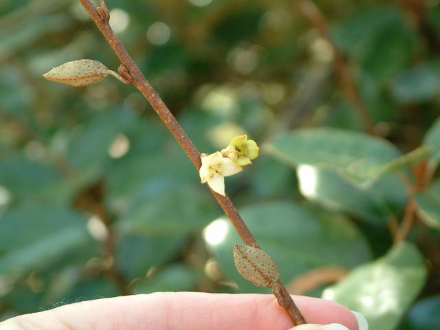 Silverthorn, thorny elaeagnus, spotted elaeagnus
Elaeagnus pungens 
Elaeagnaceae or oleaster family
fragrant in fall, edible 