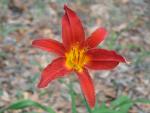 Daylily
20030726-141001