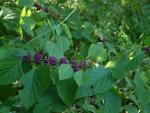 American Beautyberry, French/Bermuda/Spanish Mulberry, Beauty Bush, Sour-berry, Sow-berry
Callicarpa americana
20030817-171715