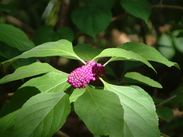 American Beautyberry, French/Bermuda/Spanish Mulberry, Beauty Bush, Sour-berry, Sow-berry Callicarpa americana 
20030817-171427