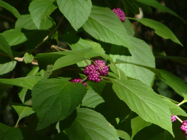 American Beautyberry, French/Bermuda/Spanish Mulberry, Beauty Bush, Sour-berry, Sow-berry Callicarpa americana 
20030817-171512