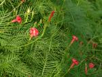 Cypress Vine 
20030907-175537