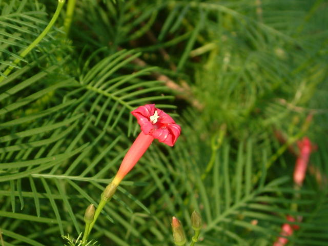 Cypress Vine
20030907-175511