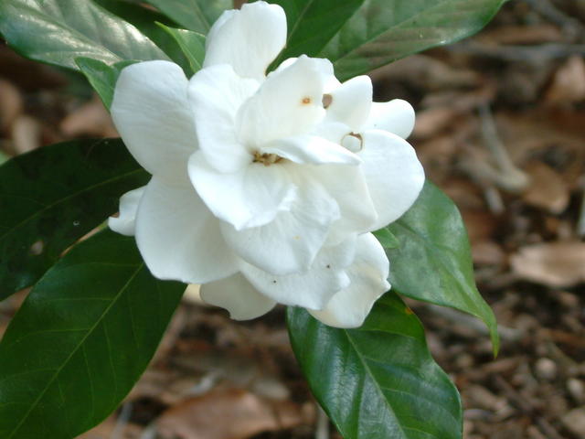 Gardenia 20040502-174537