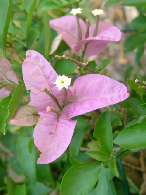 Bouganvillea Mauve
Mrs. Evea? P. Thorton's?
20040425-194234