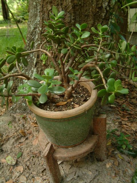 Jade Plant 20040502-180535