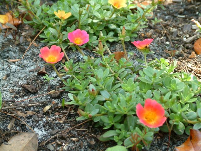 Moss Rose
20040509-123433