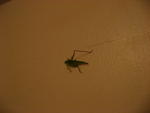 IMG_2275.JPG