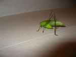IMG_2277.JPG