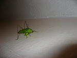 IMG_2279.JPG