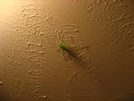 IMG_2281.JPG