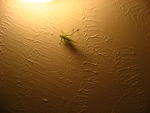 IMG_2282.JPG