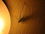 IMG_2285.JPG